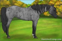 Horse Color:Blue Roan