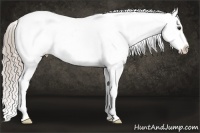 Horse Color:Chocolate Palomino Near Leopard 