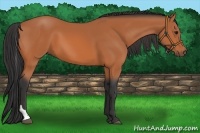 Horse Color:Bay Tobiano 