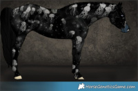 Horse Color:ERROR: UNKNOWN ANOMALY