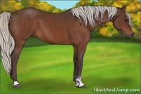 Horse Color:Silver Bay Sabino