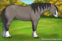 Horse Color:Grullo Splash