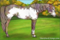 Horse Color:Nacre Chocolate Palomino Frame 