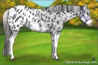 Horse Color:White Spotted Blue Roan Splash Frame Appaloosa 