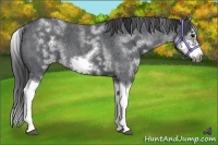 Horse Color:White Spotted Blue Roan Splash Frame Appaloosa 