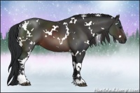 Horse Color:White Spotted Brown Sabino