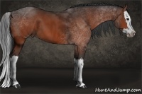 Horse Color:Bay Sabino Splash 