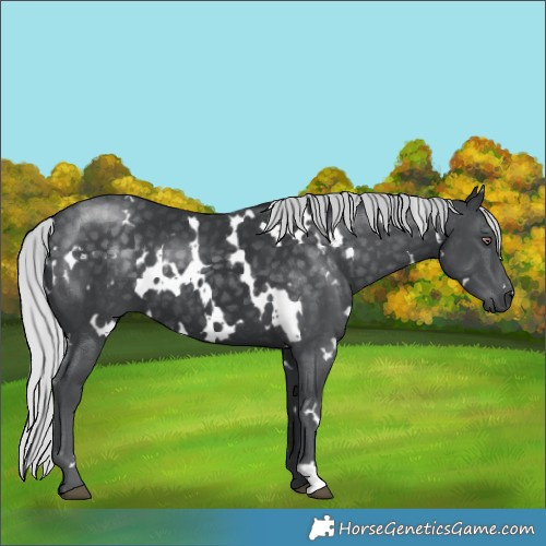 Horse Color:White Spotted Silver Black Chinchilla 