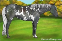 Horse Color:White Spotted Silver Black Chinchilla 