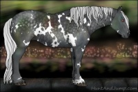 Horse Color:White Spotted Silver Black Chinchilla 