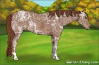 Horse Color:Chestnut Ice 