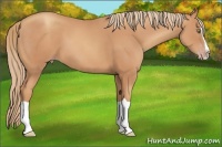 Horse Color:Gold Champagne Splash 