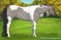 Horse Color:Grullo Roan Tobiano