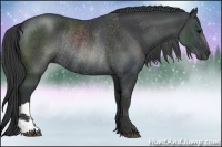 Horse Color:Black Rabicano 