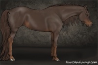 Horse Color:Liver Chestnut 