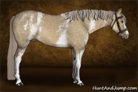 Horse Color:White Spotted Chocolate Palomino Dun