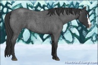 Horse Color:Blue Roan Splash 