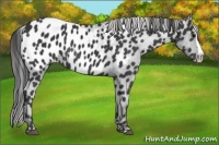 Horse Color:Black Splash Appaloosa 