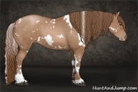 Horse Color:White Spotted Brown Pearl Sabino