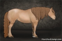 Horse Color:Bay Pearl