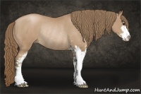 Horse Color:Black Pearl Sabino Rabicano 