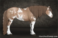 Horse Color:Black Pearl Sabino Rabicano 