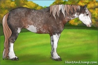 Horse Color:Liver Chestnut Sabino Rabicano 