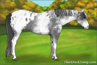 Horse Color:White Spotted Blue Roan Appaloosa 