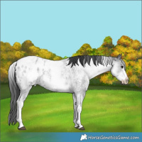 Horse Color:White Spotted Blue Roan Blanket 