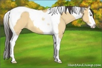 Horse Color:Buckskin Dun Splash Tobiano