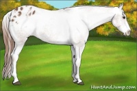 Horse Color:White Spotted Chestnut Appaloosa 