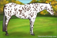 Horse Color:Bay Appaloosa 