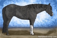 Horse Color:Black  Brindle
