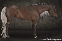 Horse Color:Silver Bay 