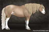 Horse Color:Liver Chestnut Pearl Sabino Splash