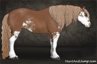 Horse Color:Chestnut Sabino Rabicano 