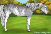 Horse Color:White Spotted Silver Black Chinchilla