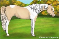 Horse Color:Gold Champagne Tobiano