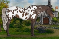 Horse Color:Silver Bay Sabino Appaloosa 