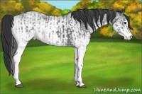 Horse Color:White Spotted Blue Roan Rabicano  and White Spotted Blue Roan Rabicano 