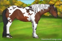 Horse Color:Bay Tobiano 