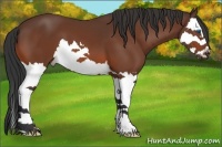 Horse Color:Bay Splash
