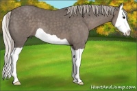 Horse Color:Silver Black Splash