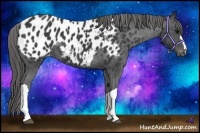 Horse Color:Black Appaloosa