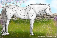 Horse Color:Black Appaloosa