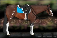 Horse Color:White Spotted Bay 