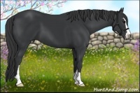 Horse Color:Black Sabino