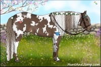 Horse Color:White Spotted Liver Chestnut 