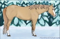 Horse Color:Red Dun Splash 