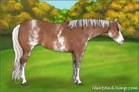 Horse Color:White Spotted Silver Bay Splash 